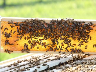 Imkerei Bergstrassenhonig Schriesheim 2020